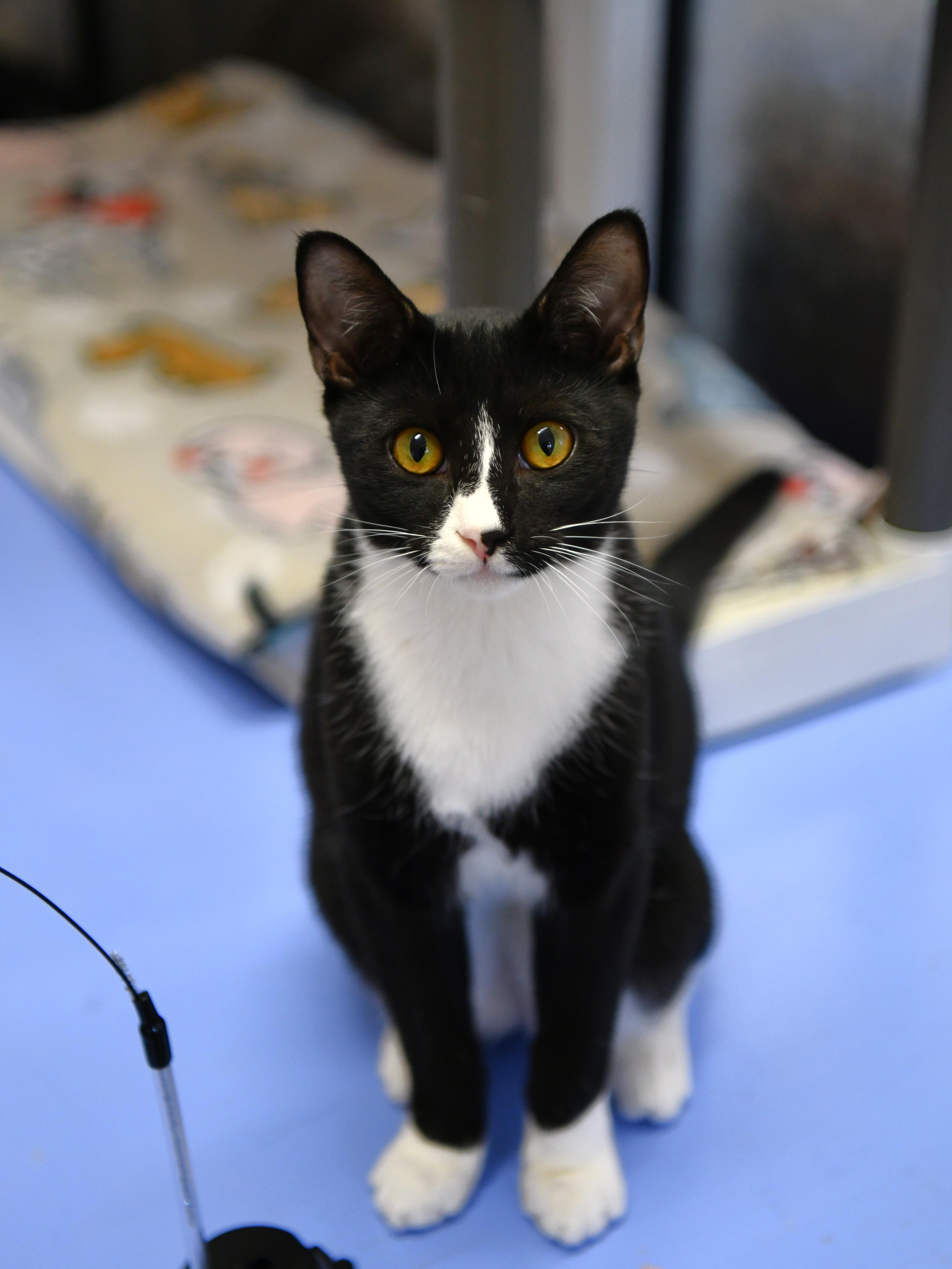 Enlarge Eureka, a Adoptable Domestic Short Hair in Fairhope, AL image 1/2