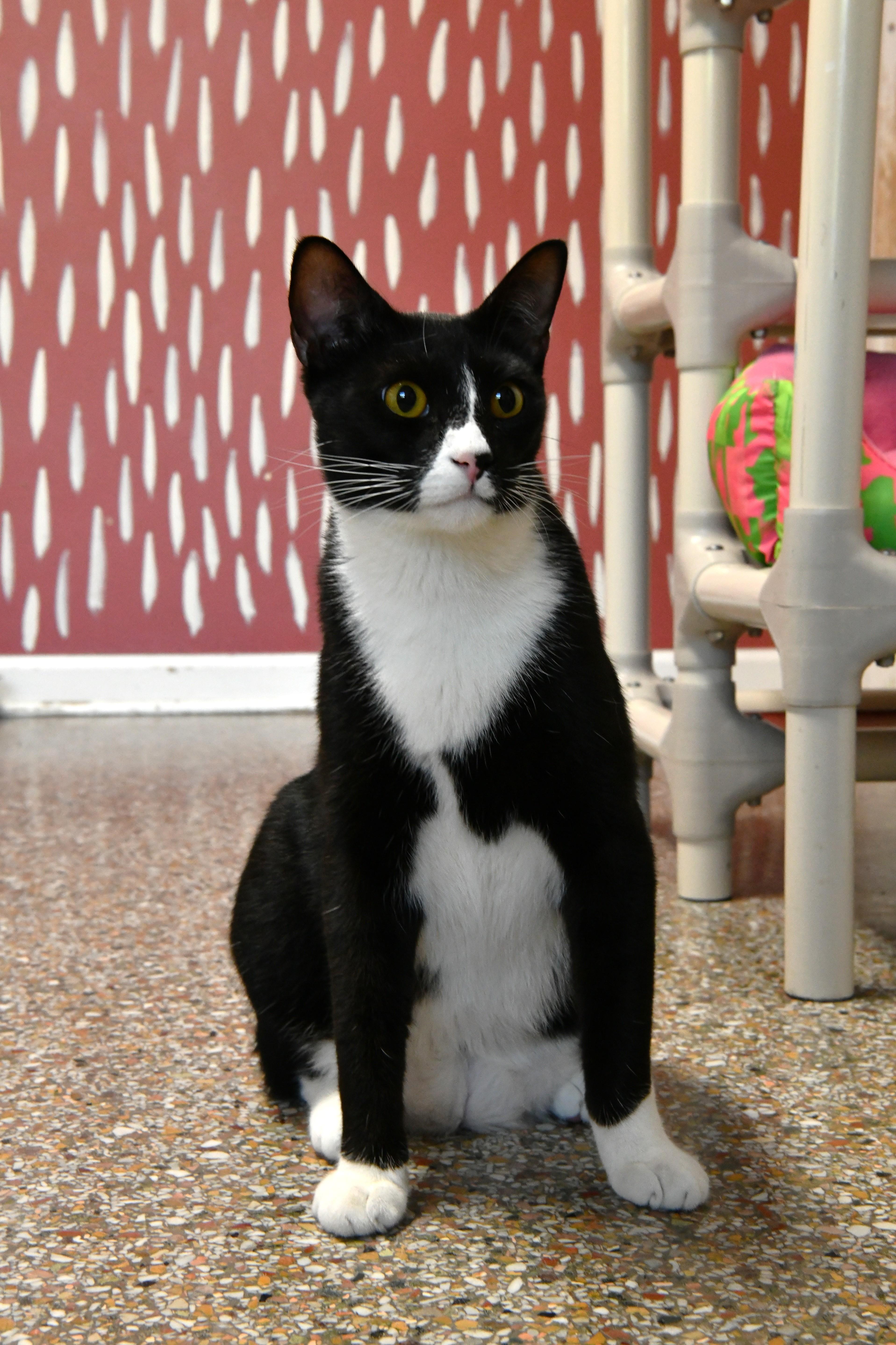 Eureka, an adoptable Domestic Short Hair in Fairhope, AL image 1/5