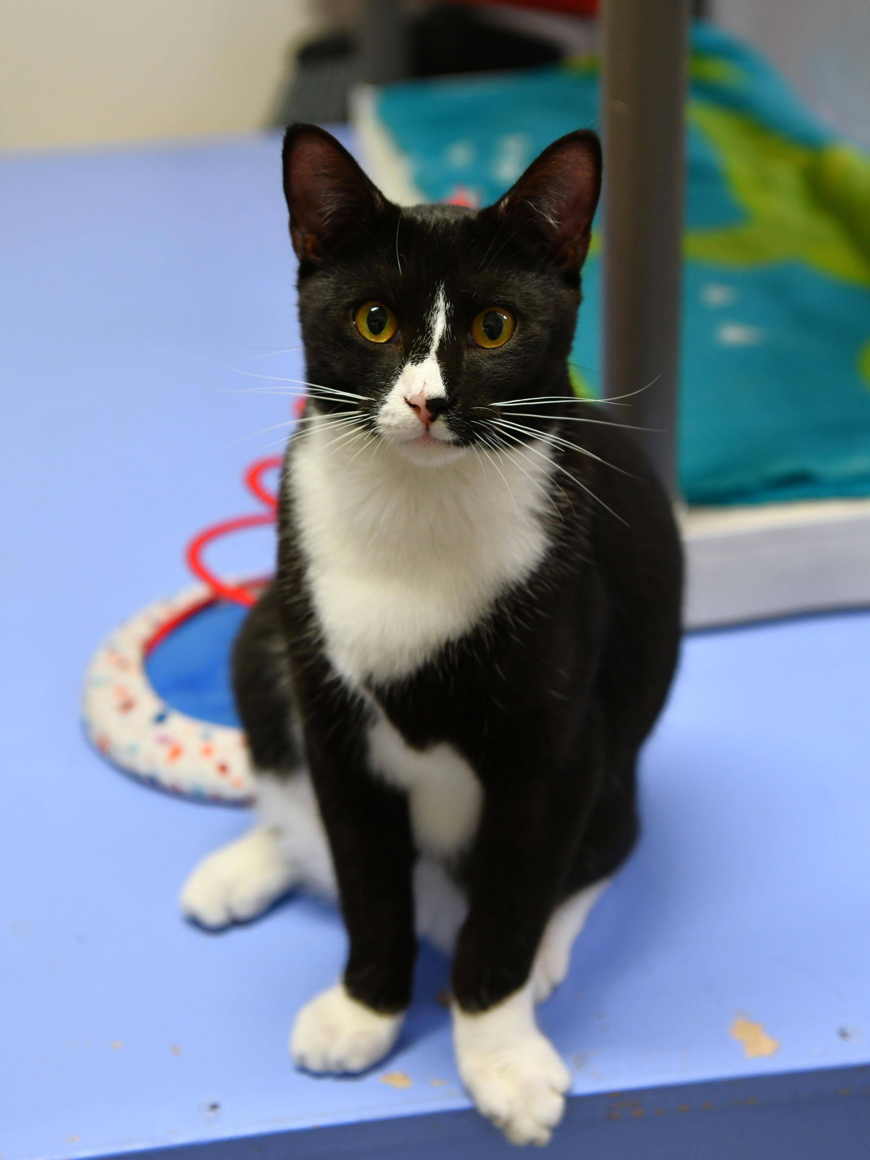 Eureka, Adoptable, Young Male Domestic Short Hair.