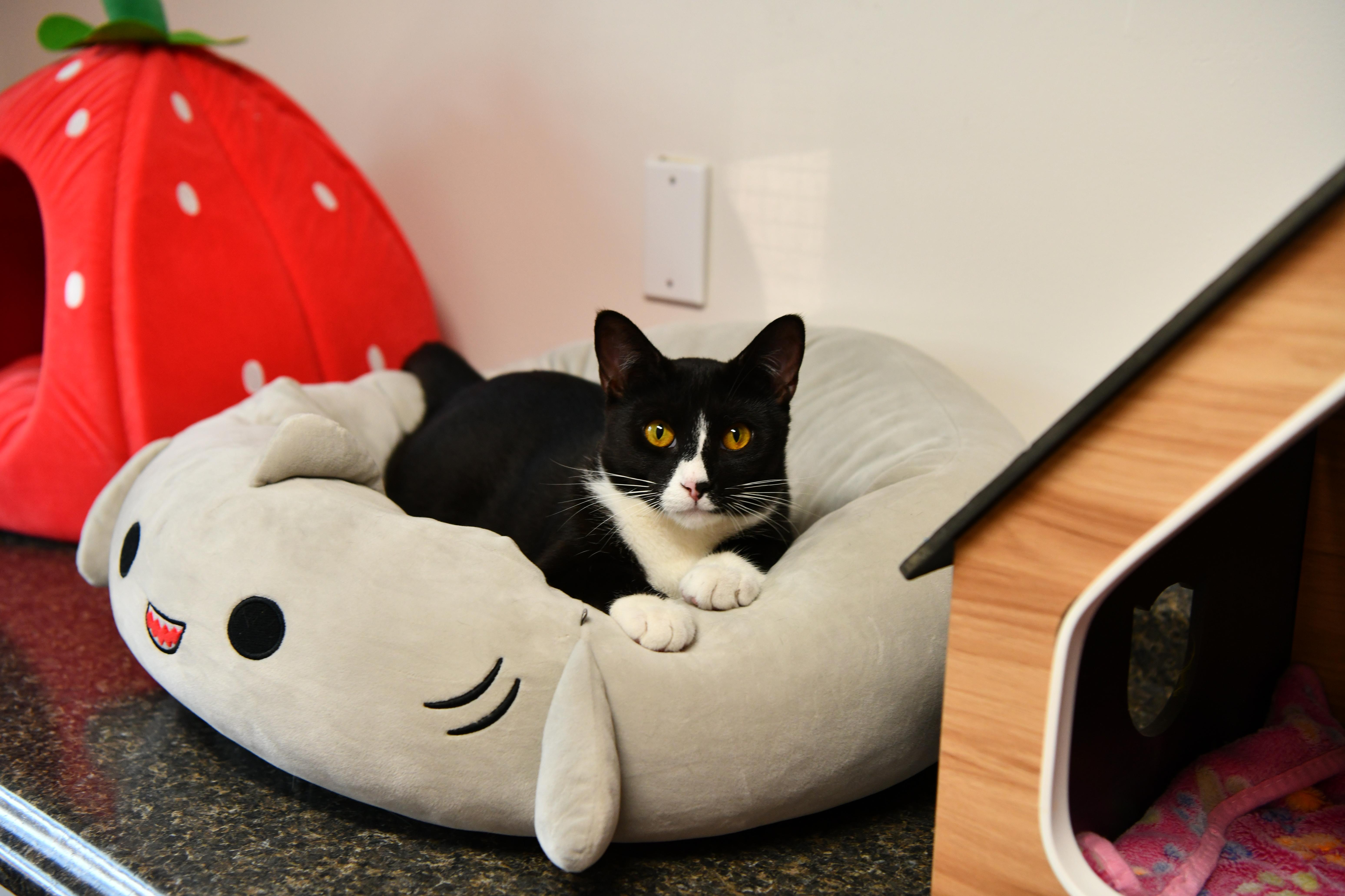 Eureka, an adoptable Domestic Short Hair in Fairhope, AL image 4/5