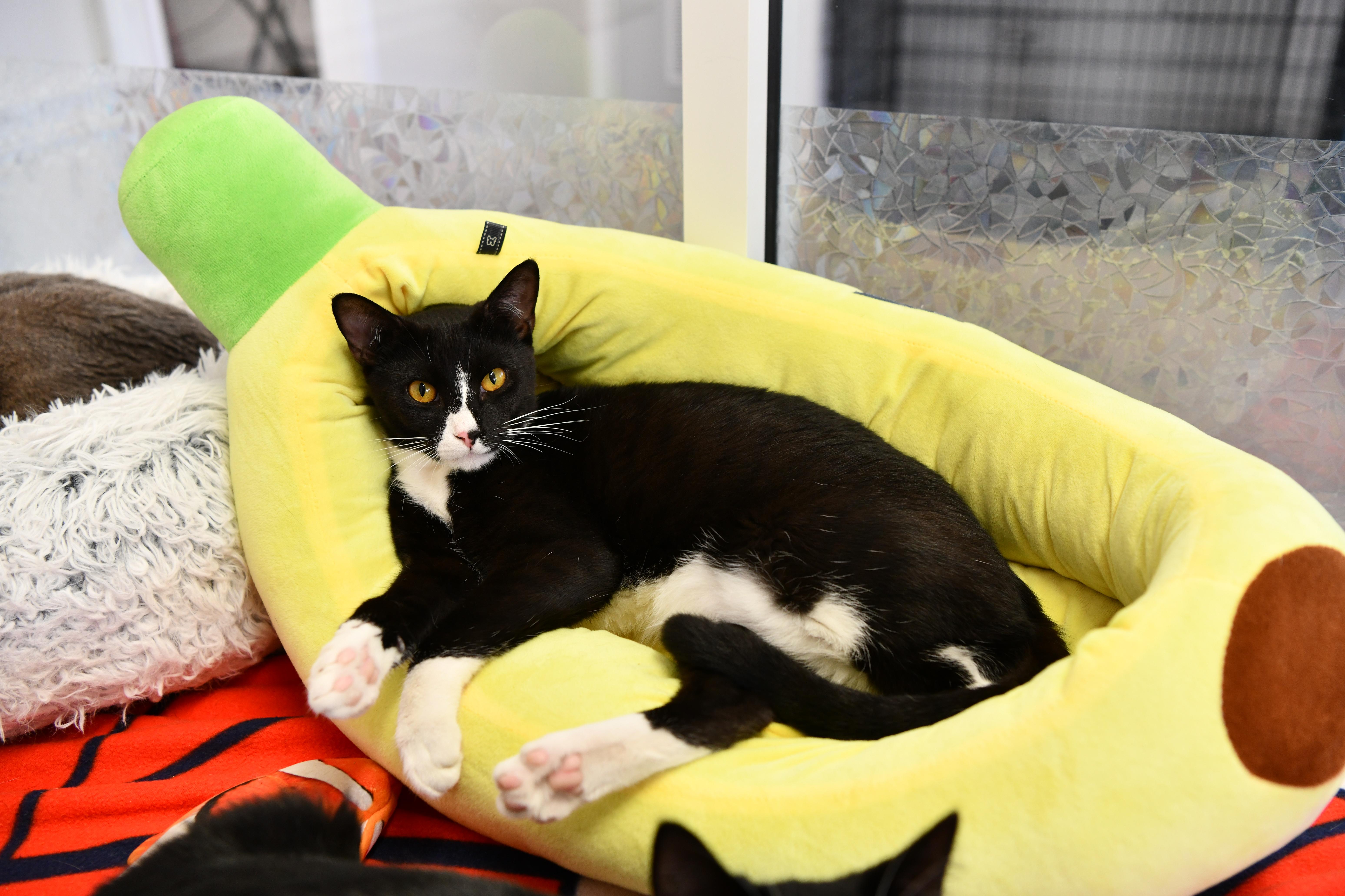 Eureka, an adoptable Domestic Short Hair in Fairhope, AL image 2/5
