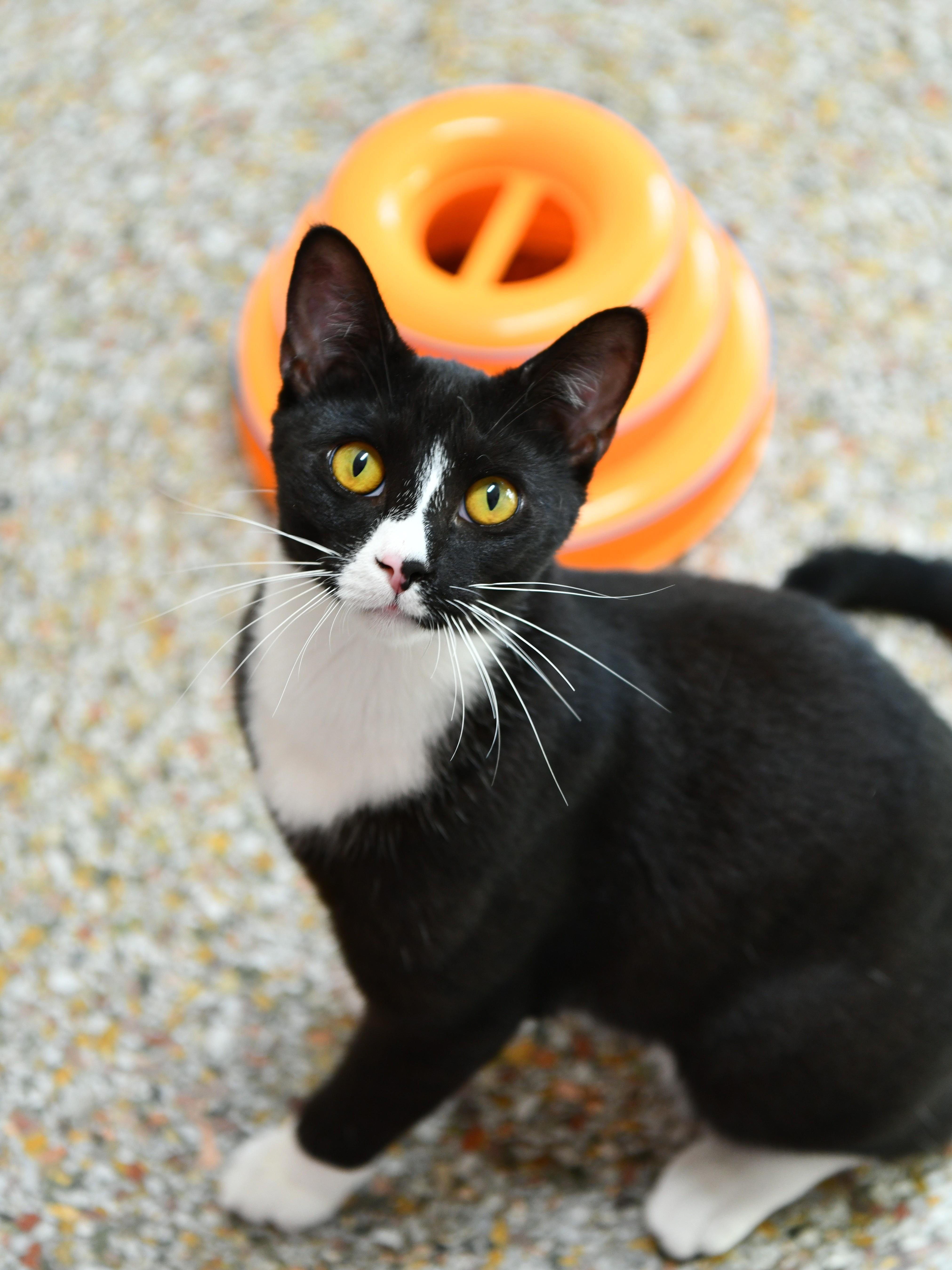 Eureka, an adoptable Domestic Short Hair in Fairhope, AL image 3/5