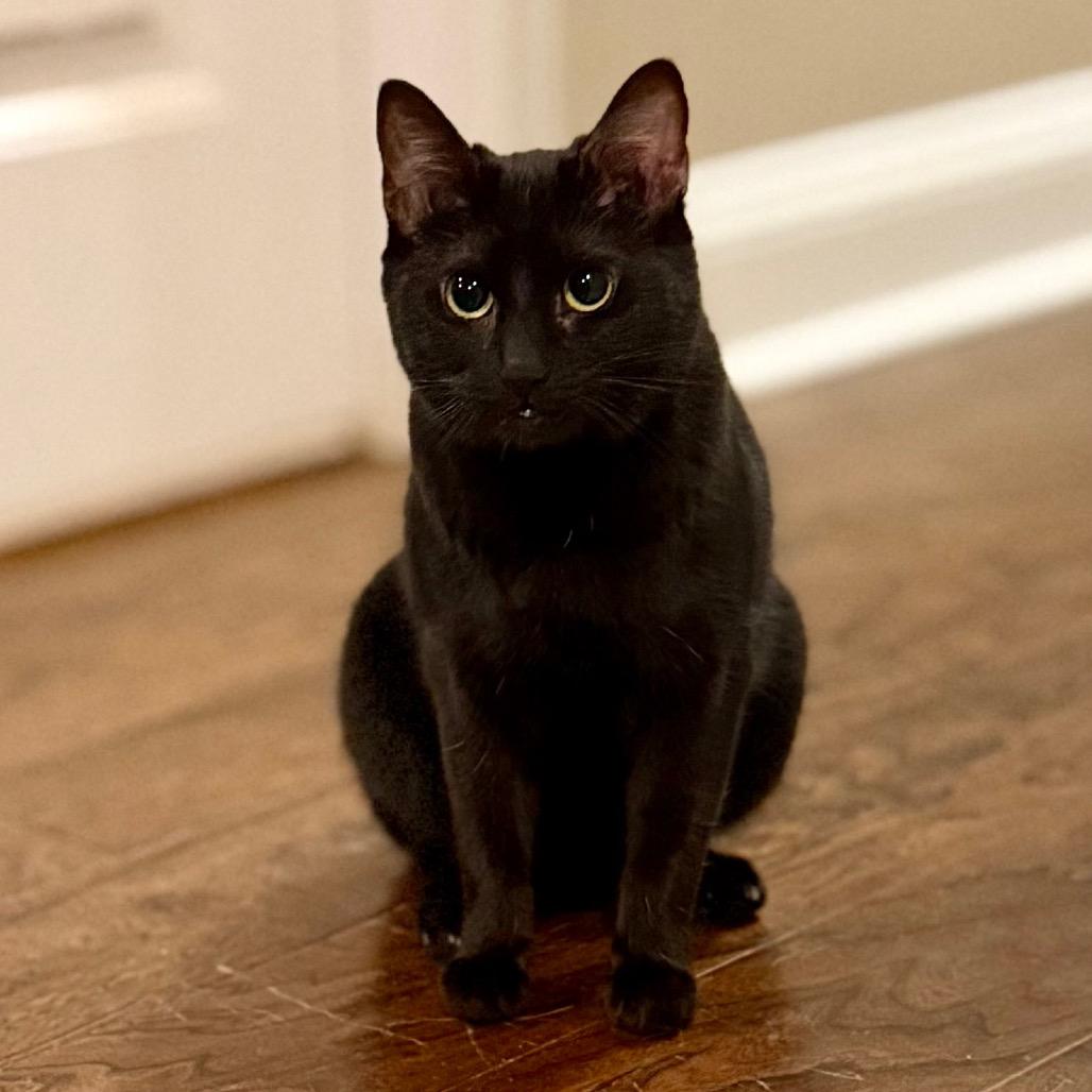 Enlarge Winnie, a Adoptable Domestic Short Hair in Huntsville, AL image 1/3