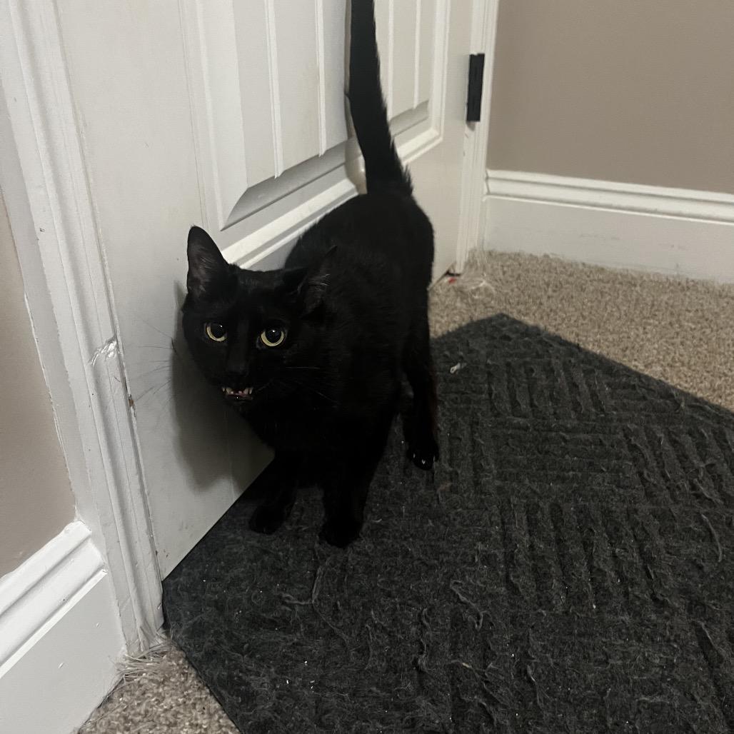 Enlarge Winnie, a Adoptable Domestic Short Hair in Huntsville, AL image 2/3