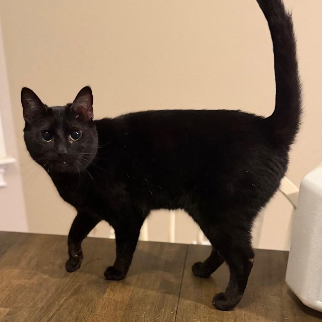 Enlarge Winnie, a Adoptable Domestic Short Hair in Huntsville, AL image 3/3