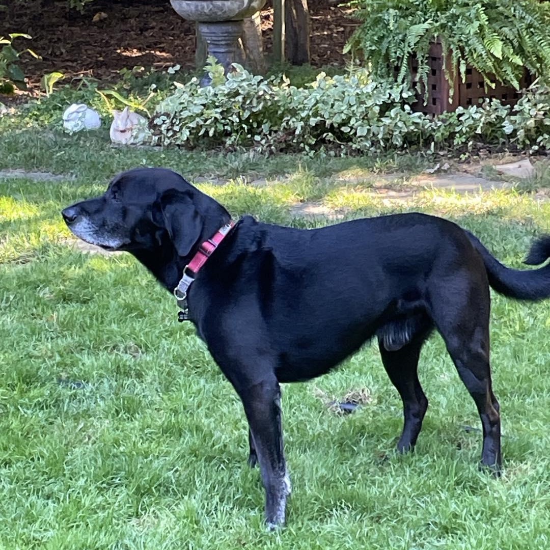 Buddy, Adoptable, Adult Male Black Labrador Retriever.