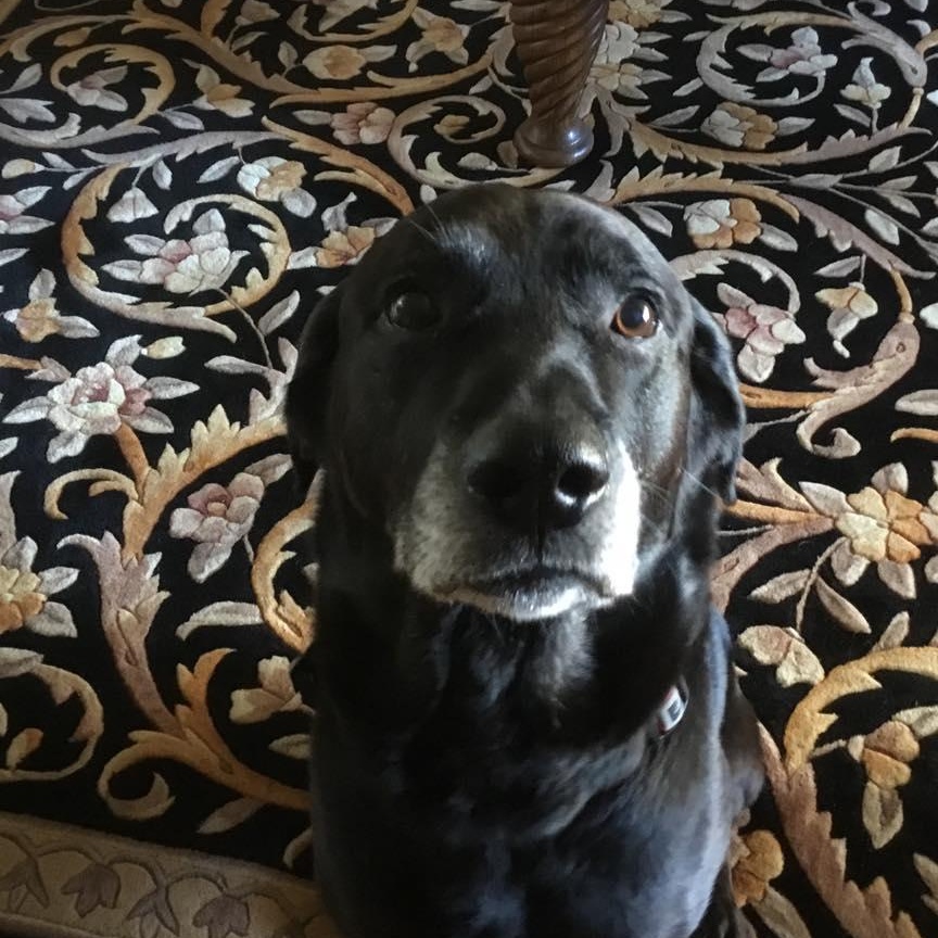 Enlarge Buddy, a Adoptable Black Labrador Retriever in St Thomas, ON image 2/3