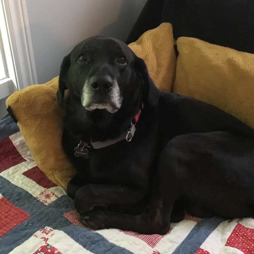 Enlarge Buddy, a Adoptable Black Labrador Retriever in St Thomas, ON image 3/3