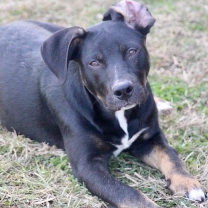 McGuire, Adoptable, Adult Male Labrador Retriever.