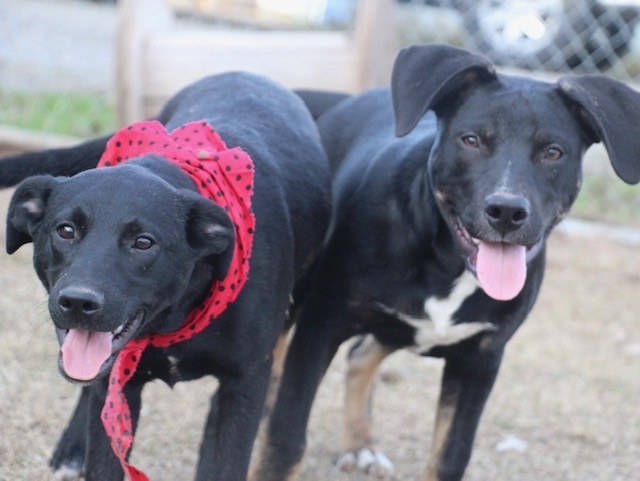 McGuire, a Adoptable Labrador Retriever in Manchester, CT image 2/5