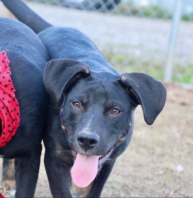 McGuire, Adoptable, Adult Male Labrador Retriever.