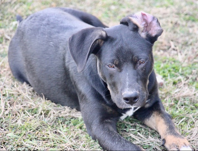 McGuire, a Adoptable Labrador Retriever in Manchester, CT image 4/5