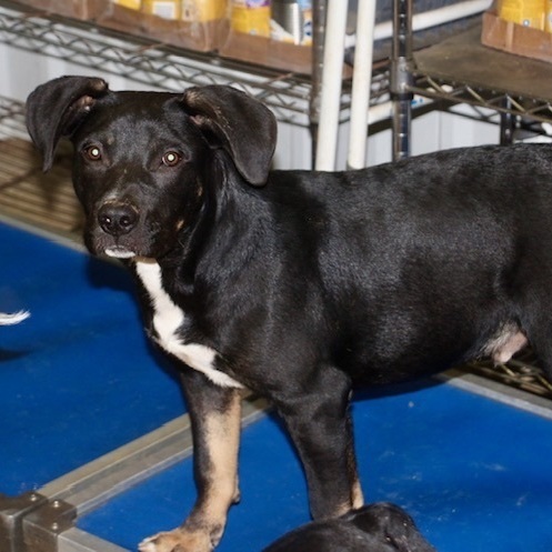 McGuire, a Adoptable Labrador Retriever in Manchester, CT image 5/5