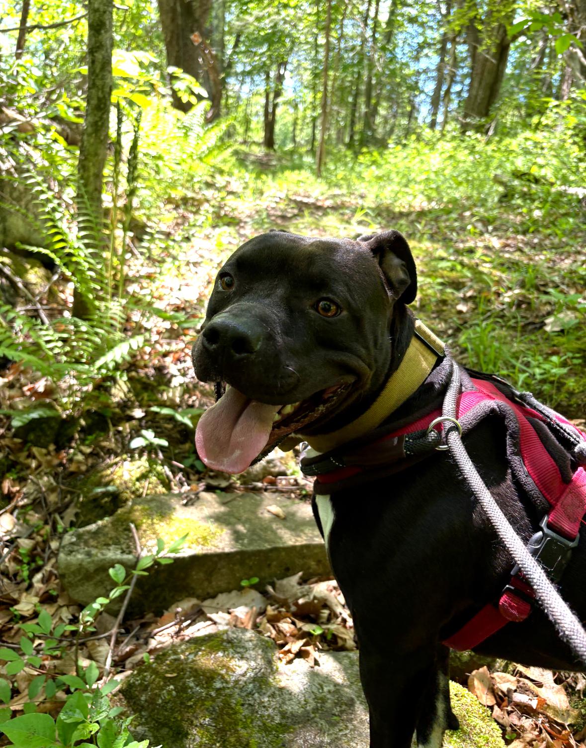 Enlarge Chance, a Adoptable mixed breed in New Boston, NH image 6/6