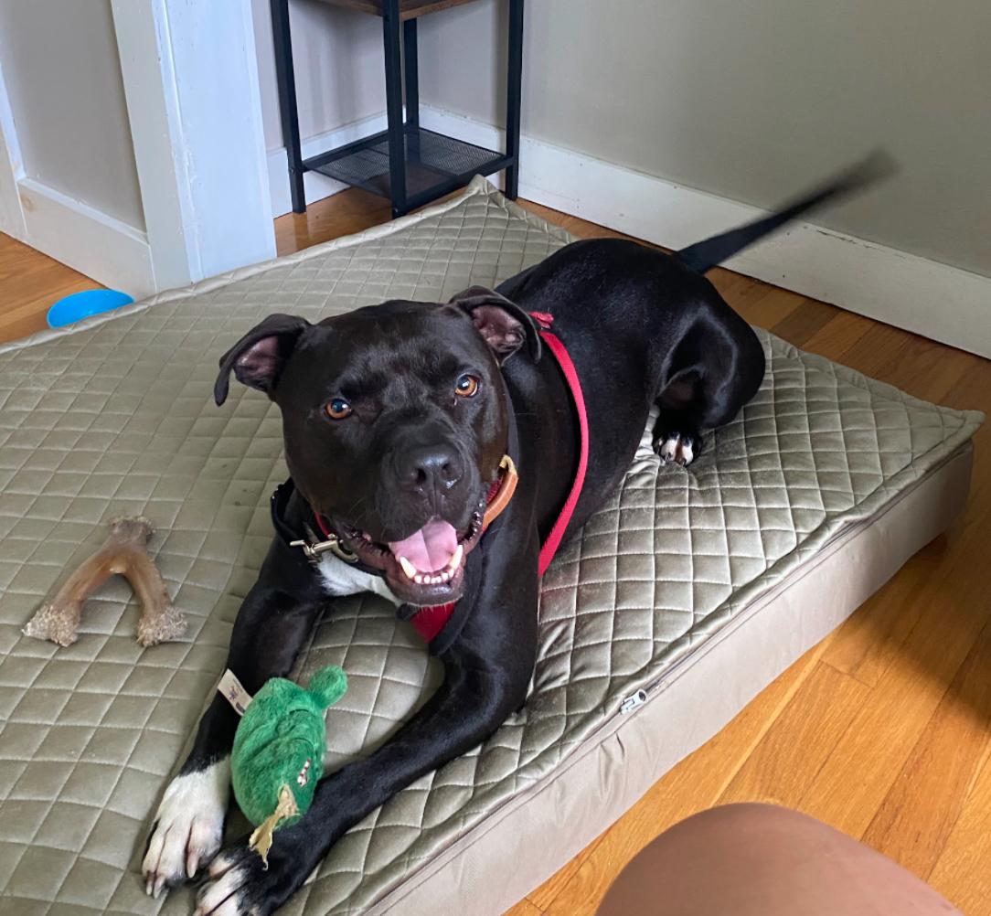 Enlarge Chance, a Adoptable mixed breed in New Boston, NH image 1/6