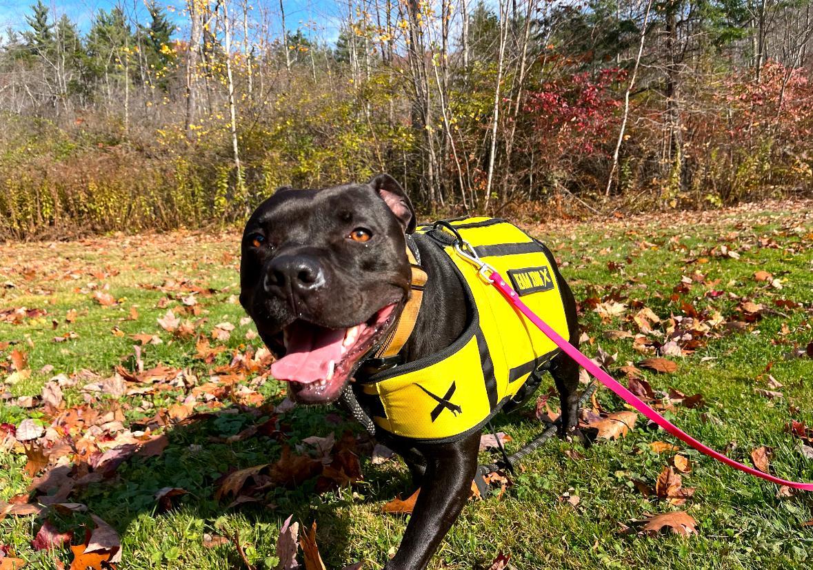 Enlarge Chance, a Adoptable mixed breed in New Boston, NH image 4/6