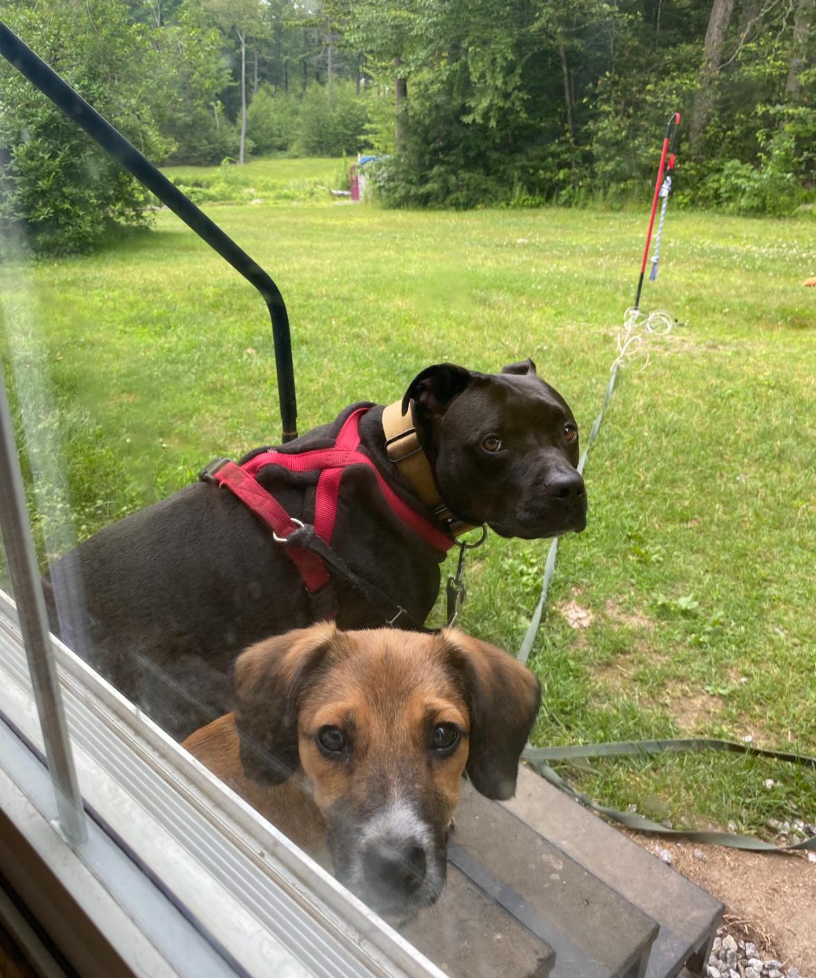 Enlarge Chance, a Adoptable mixed breed in New Boston, NH image 5/6