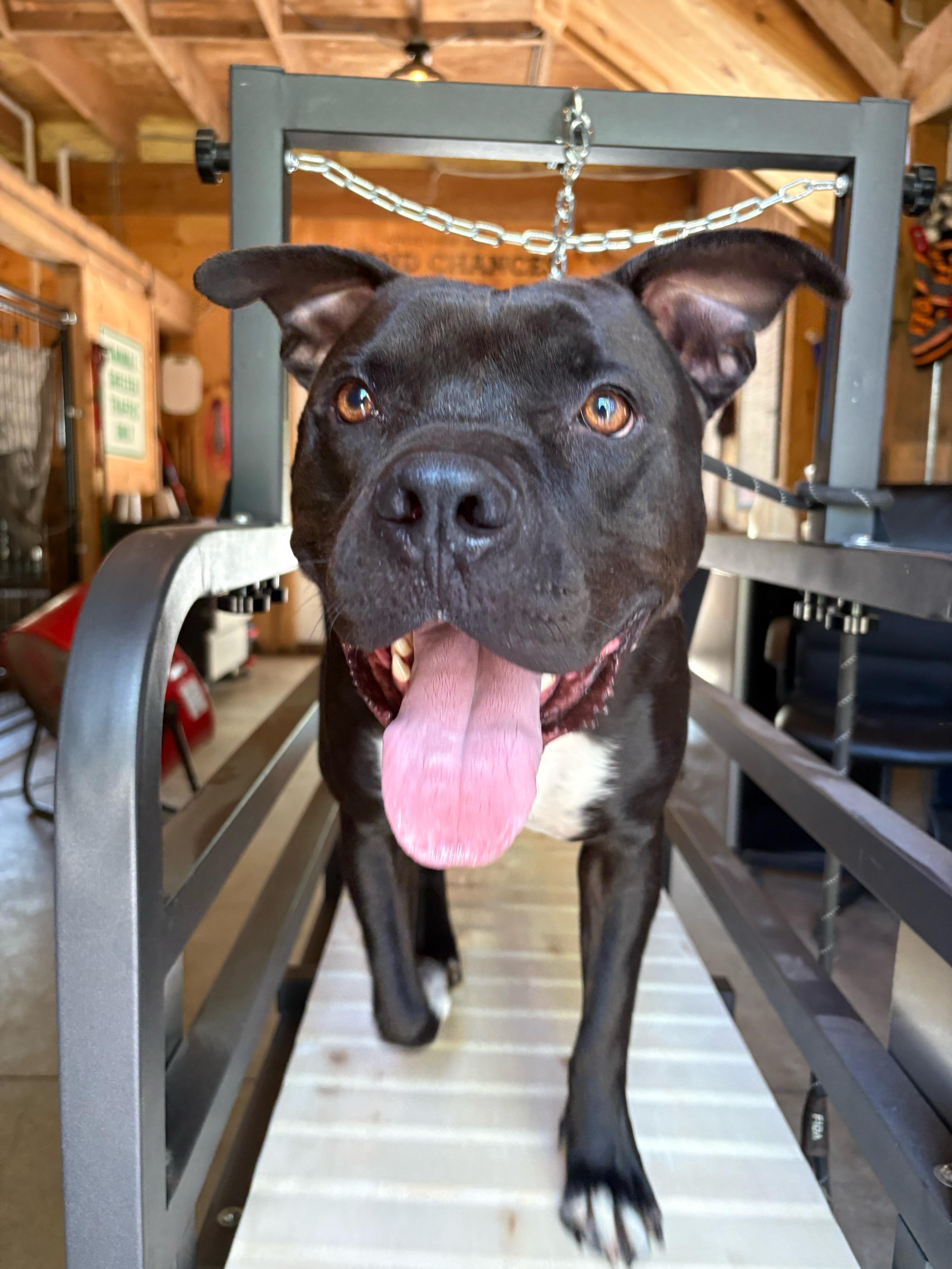 Enlarge Chance, a Adoptable mixed breed in New Boston, NH image 3/6