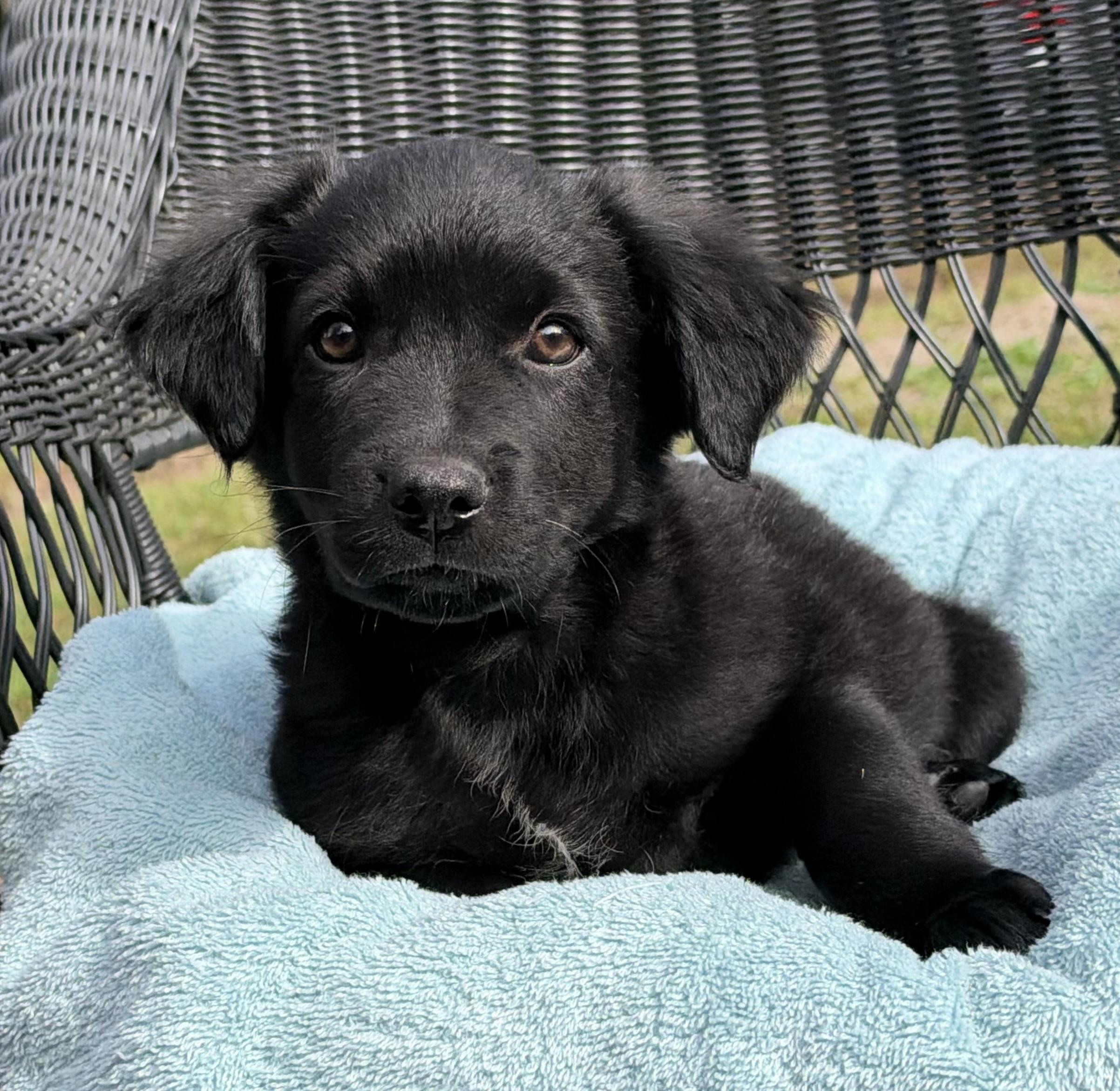 Enlarge Fizz, a Adoptable mixed breed in Mt Pleasant, SC image 3/6