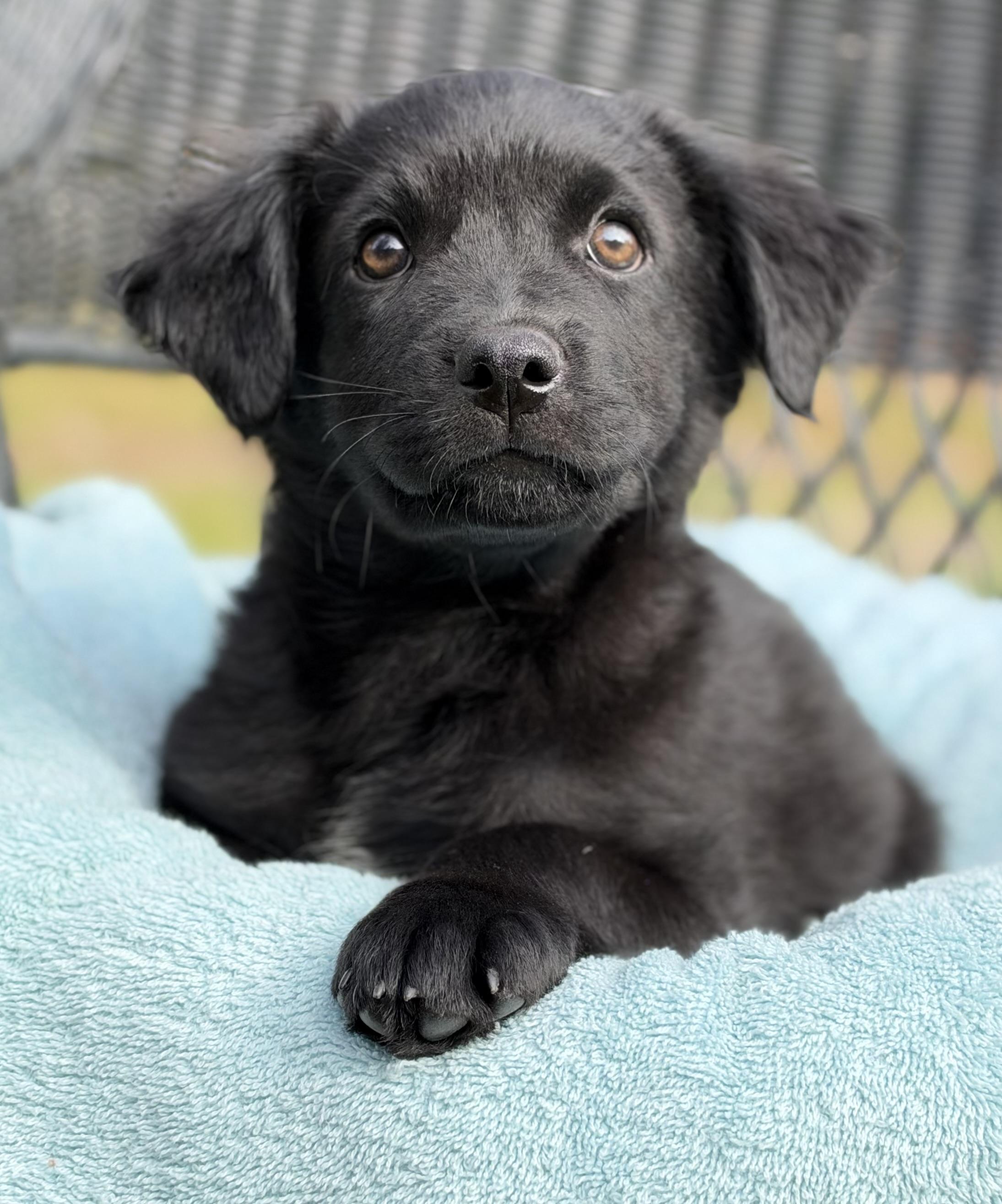 Enlarge Fizz, a Adoptable mixed breed in Mt Pleasant, SC image 4/6