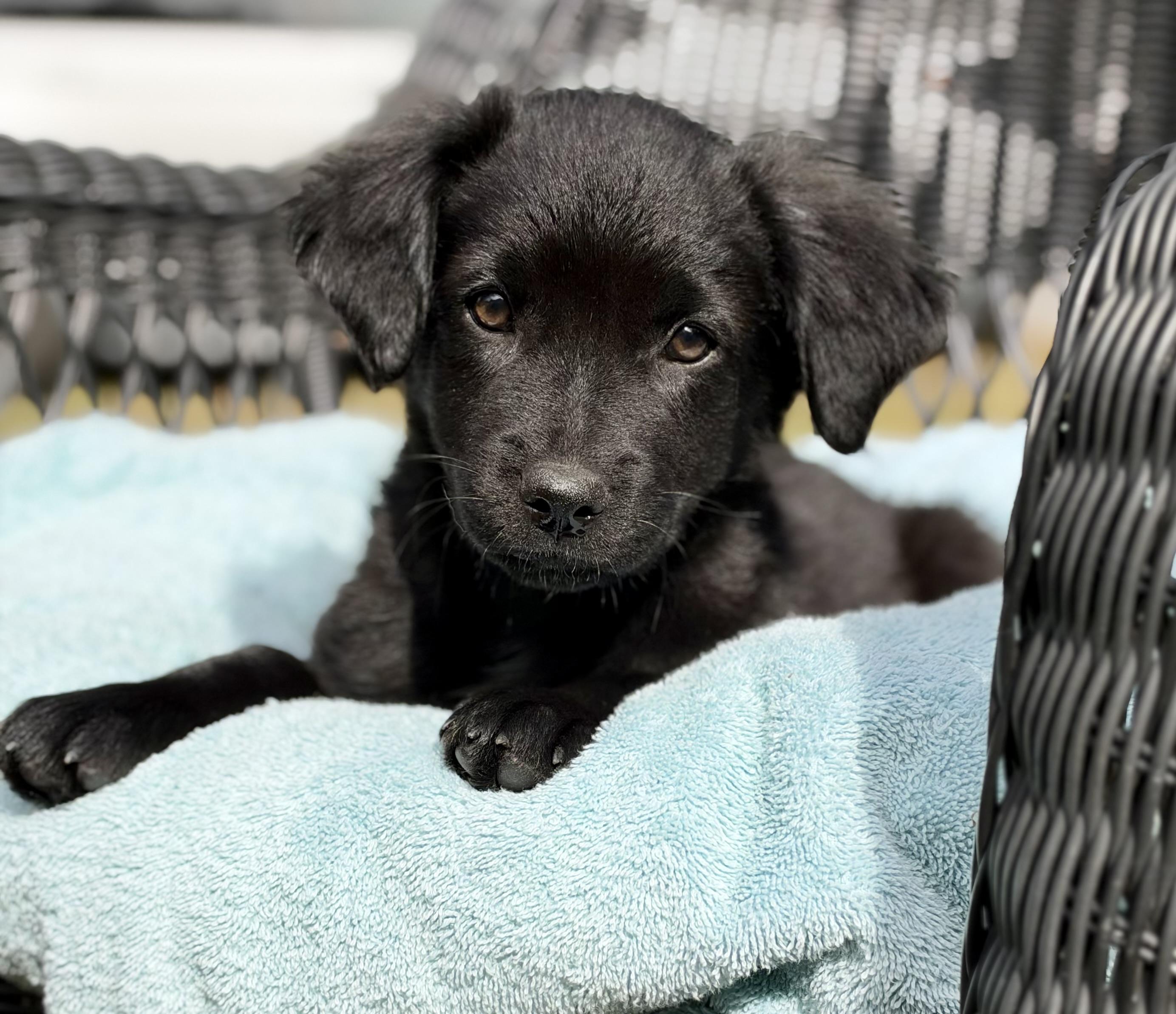 Enlarge Fizz, a Adoptable mixed breed in Mt Pleasant, SC image 5/6