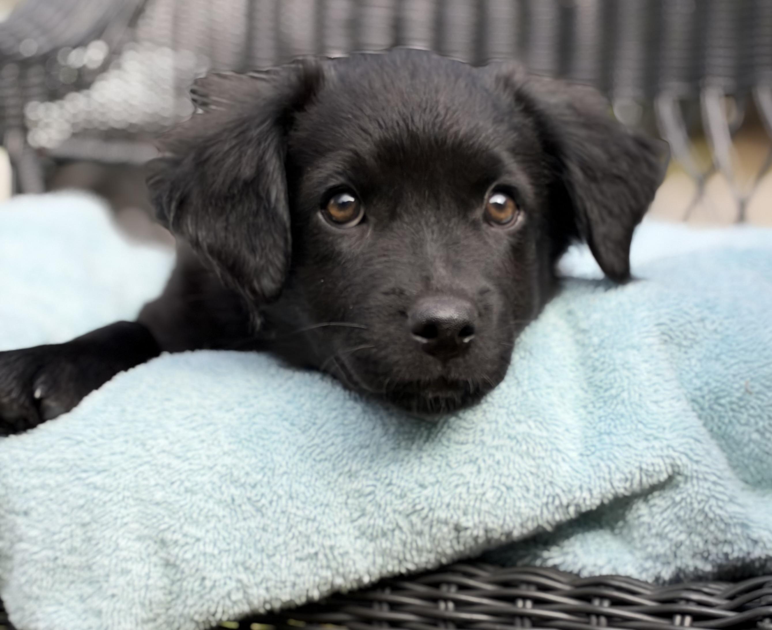 Enlarge Fizz, a Adoptable mixed breed in Mt Pleasant, SC image 6/6
