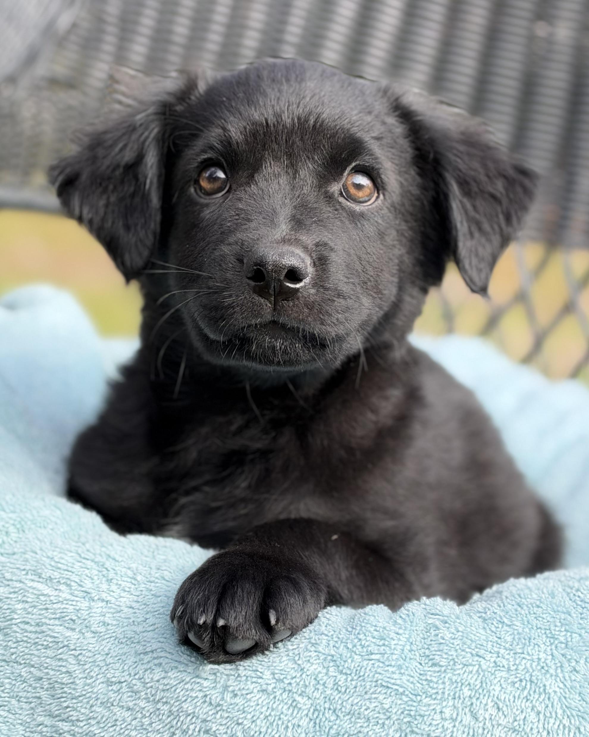 Enlarge Fizz, a Adoptable mixed breed in Mt Pleasant, SC image 2/6
