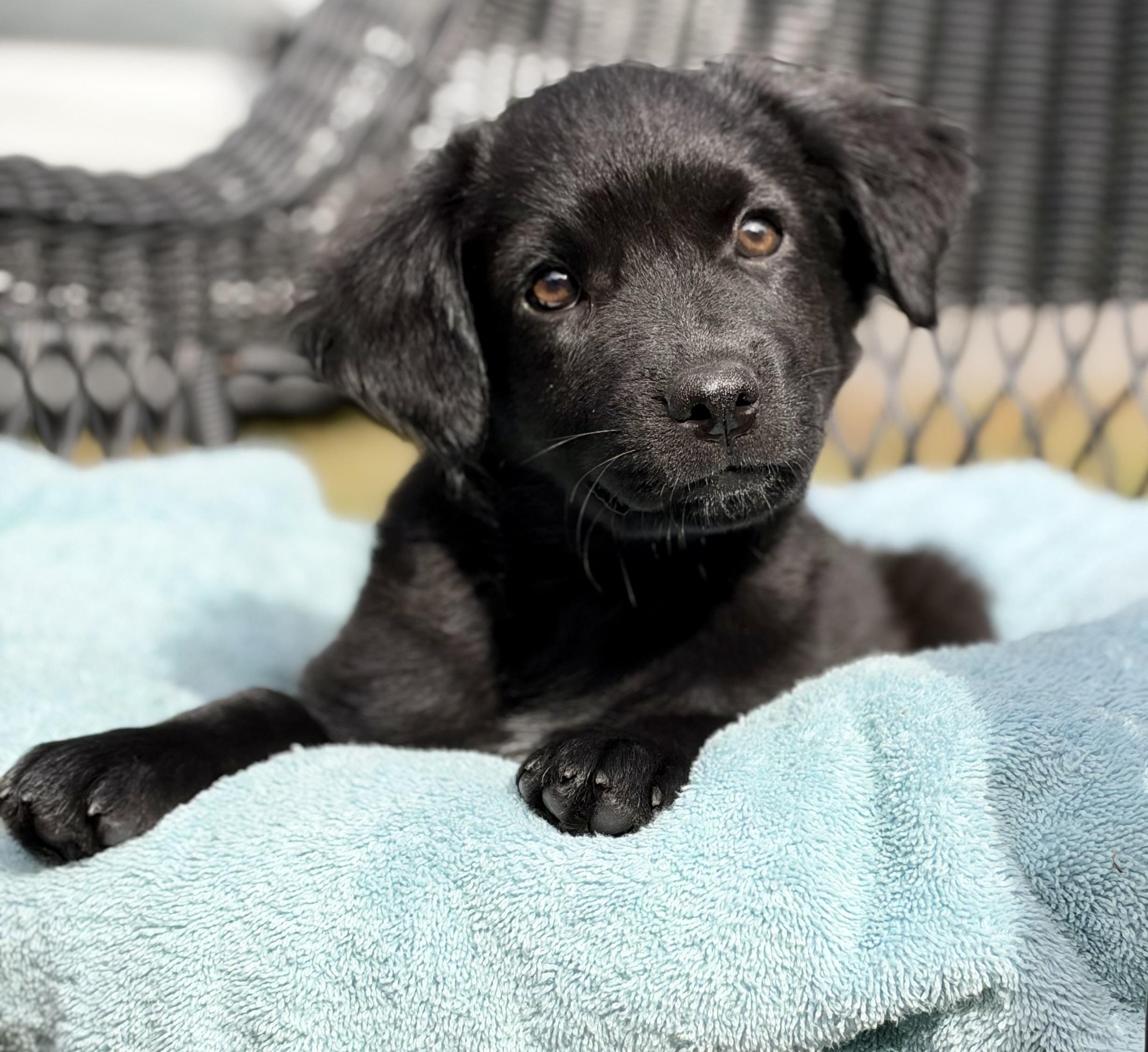 Fizz, Adoptable, Puppy Male Mixed Breed.