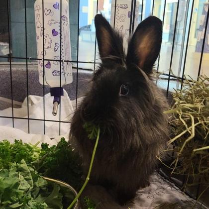 Couch, Adoptable, Adult Female Bunny Rabbit & Bunny Rabbit.
