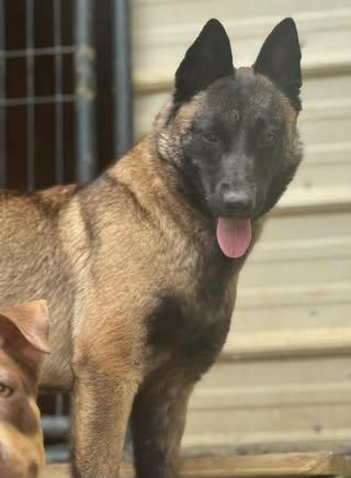 Meredith, a Adoptable Belgian Shepherd / Malinois in Johnston , RI image 4/6