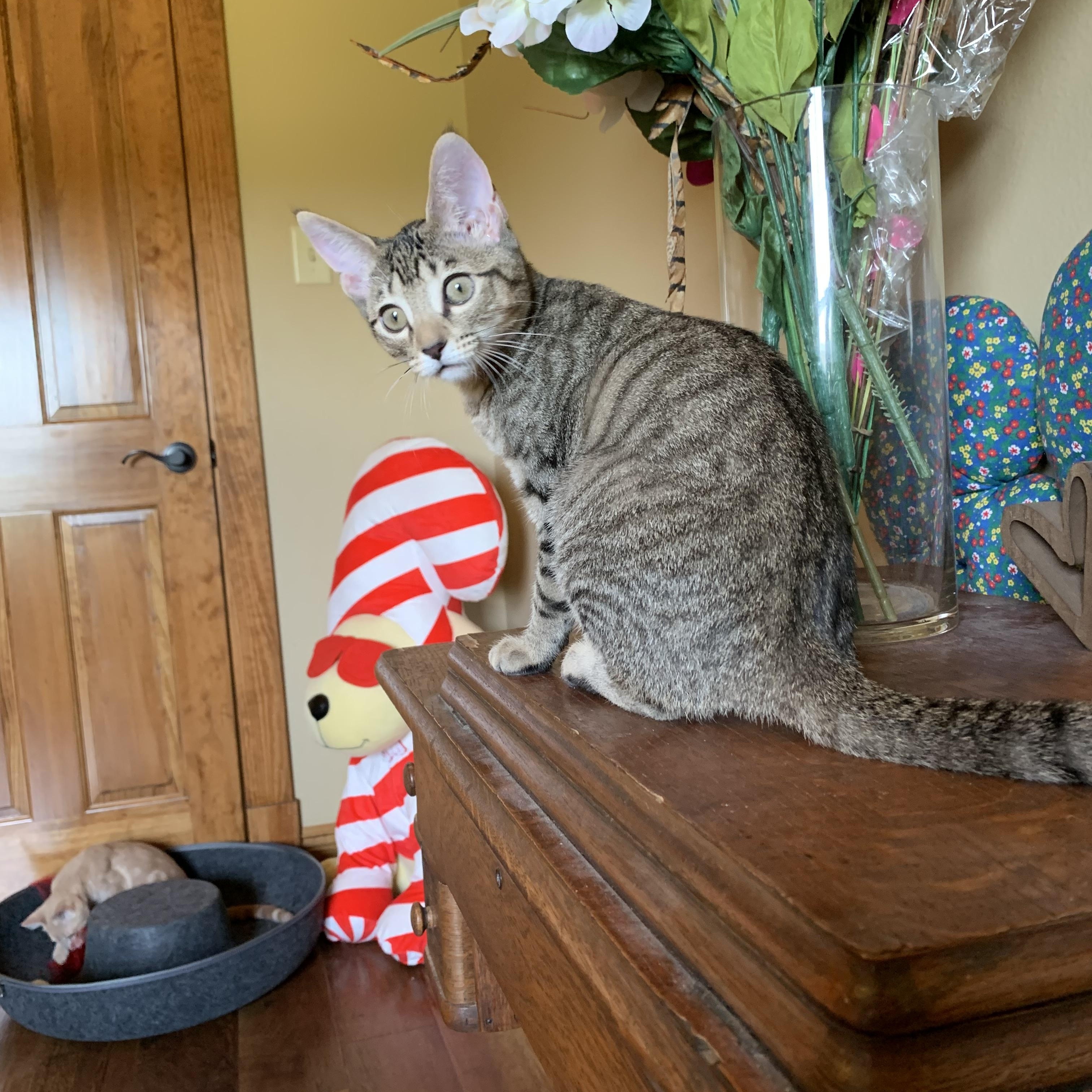 Sophia, a Adoptable mixed breed in Warwick, RI image 3/6