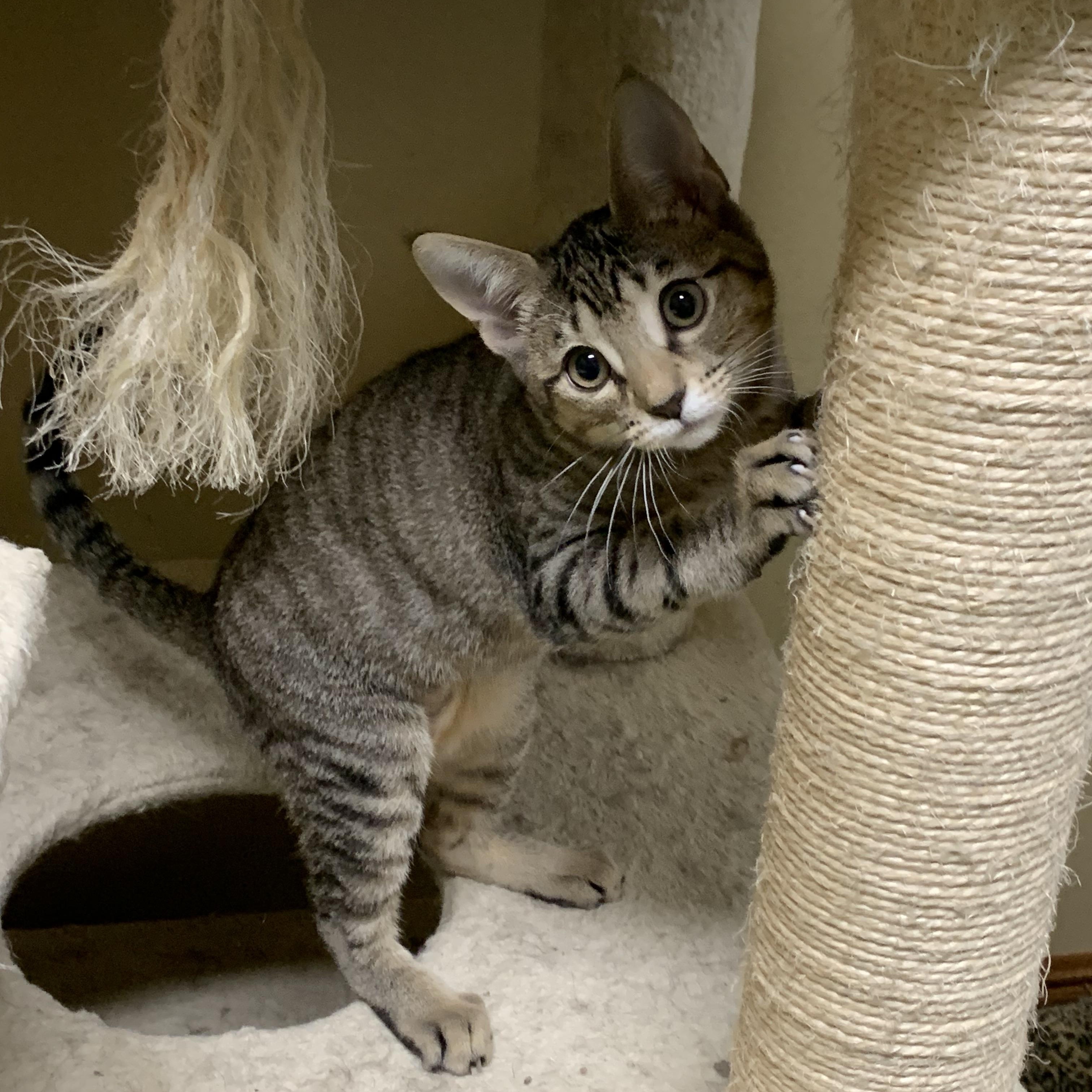 Sophia, Adoptable, Kitten Female Domestic Short Hair.