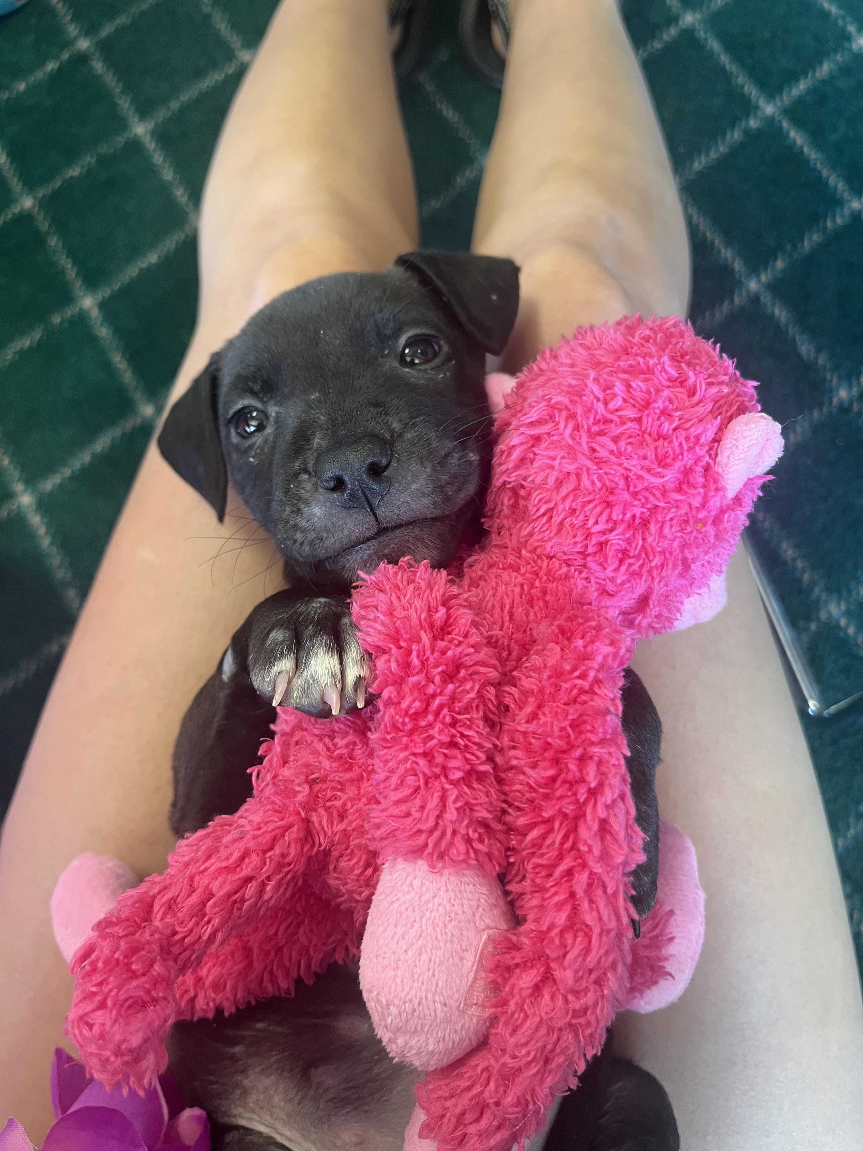 Opal — thumbnail 3