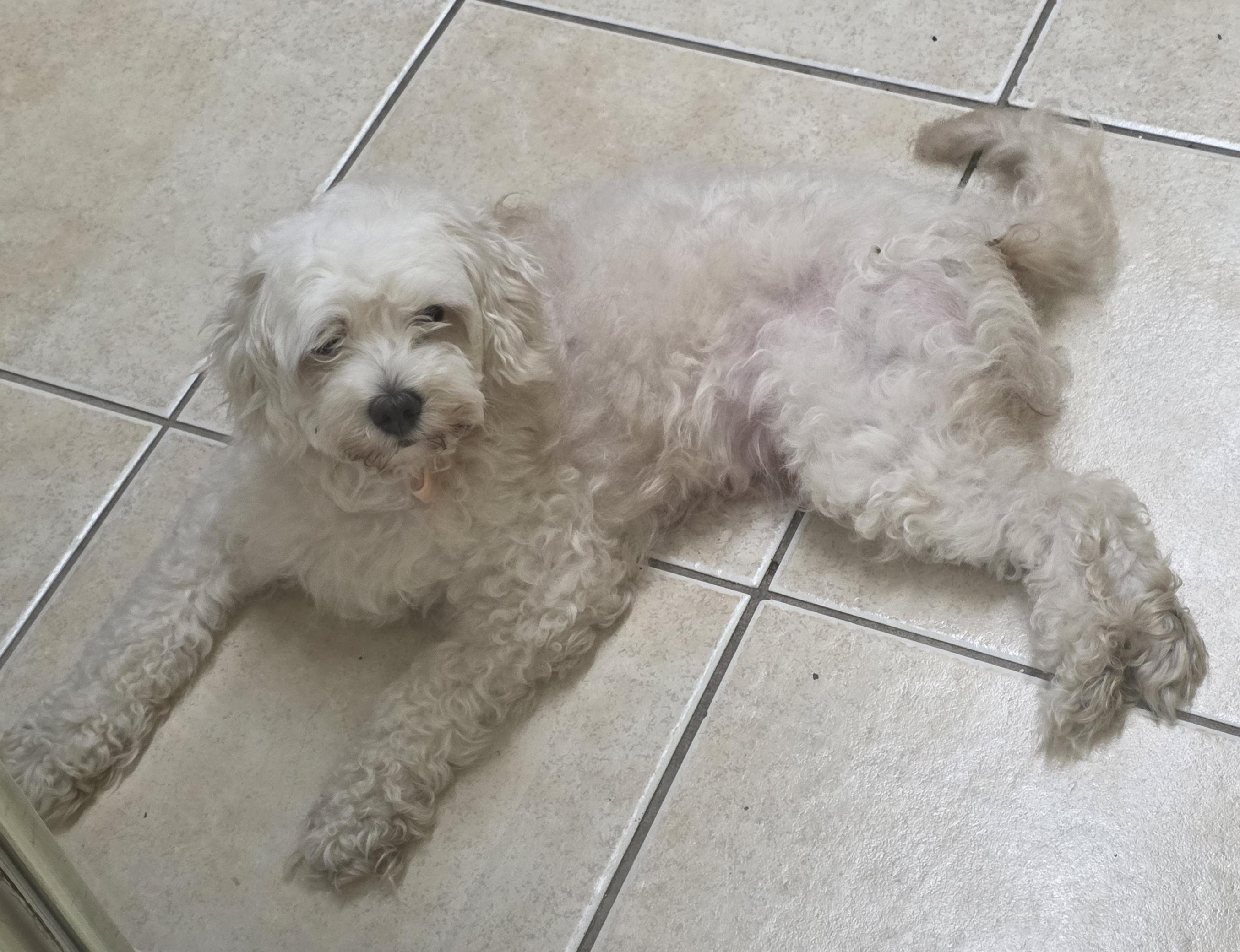 Enlarge Katie, an adopted mixed breed in Boca Raton, FL image 1/1