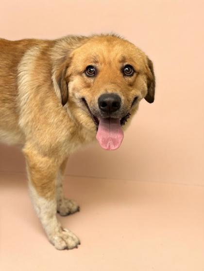 Enlarge Brooks, a Adoptable mixed breed in Bowling Green, KY image 1/3