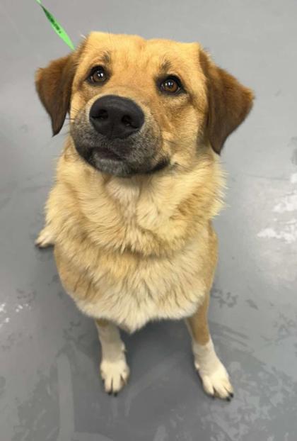 Enlarge Brooks, a Adoptable mixed breed in Bowling Green, KY image 2/3