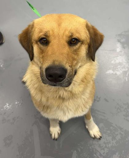 Enlarge Brooks, a Adoptable mixed breed in Bowling Green, KY image 3/3