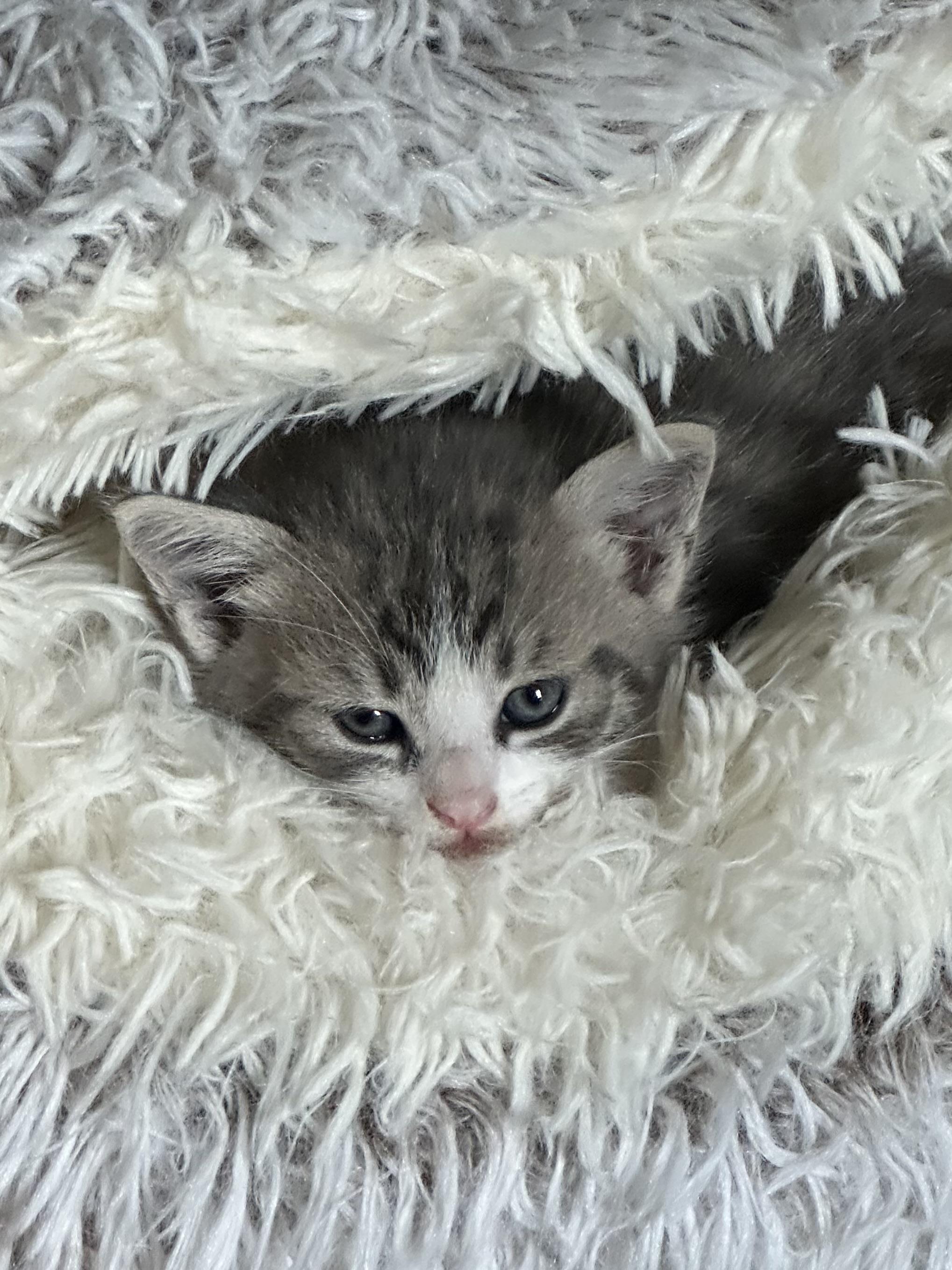 Enlarge Smalls, a Adoptable Domestic Short Hair in Randolph, AL image 1/1