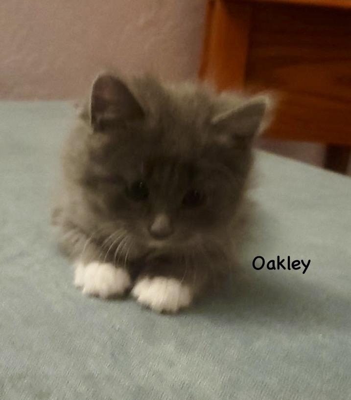 Oakley, a Adoptable mixed breed in Dixon, CA image 3/4
