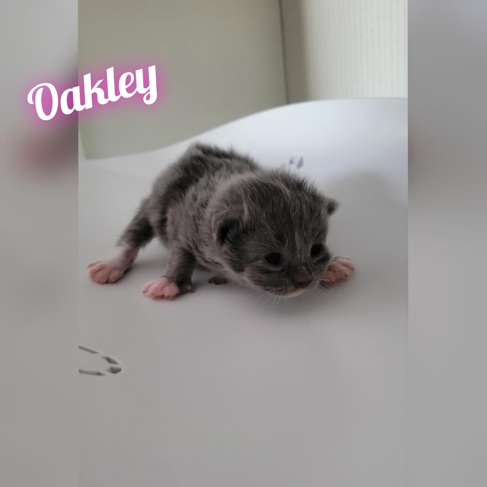 Oakley, a Adoptable mixed breed in Dixon, CA image 4/4