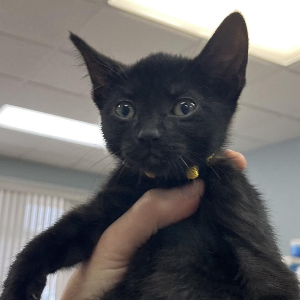 Fonzie, Adoptable, Kitten Male Domestic Short Hair.