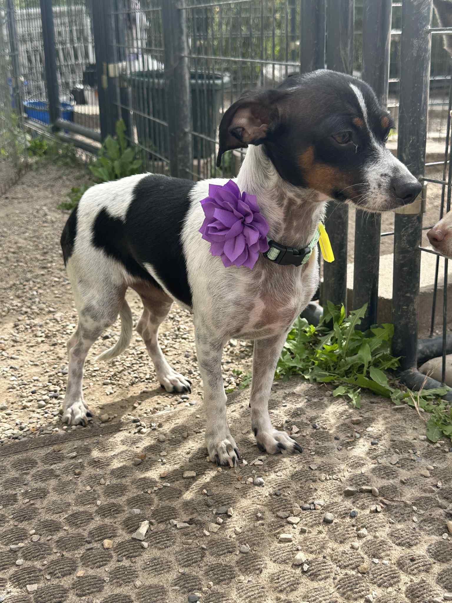 Paris Taylor, a Adoptable mixed breed in Mukwonago, WI image 1/3