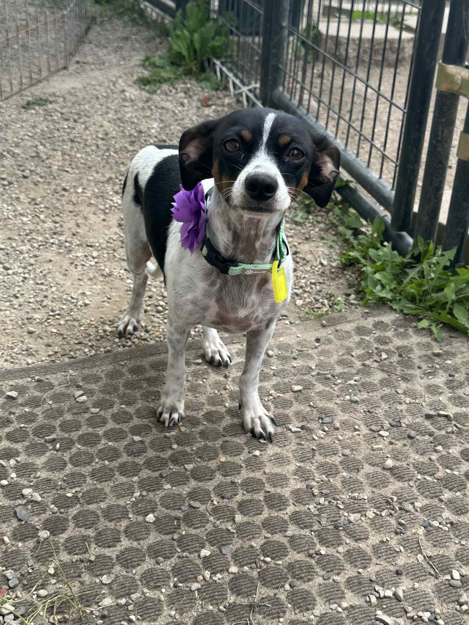 Paris Taylor, a Adoptable mixed breed in Mukwonago, WI image 2/3