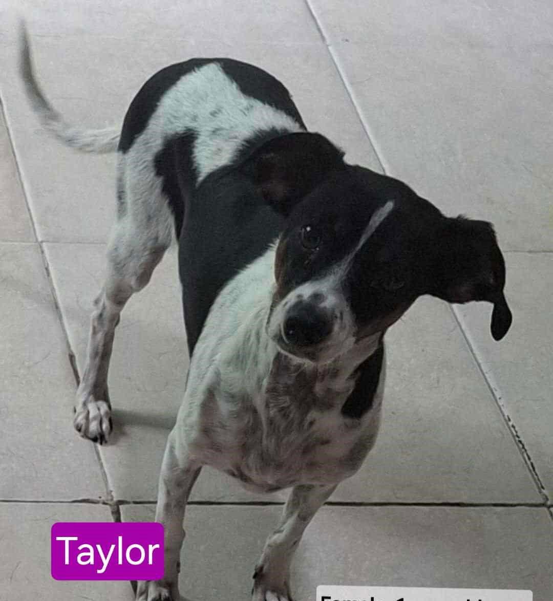 Paris Taylor, a Adoptable mixed breed in Mukwonago, WI image 3/3