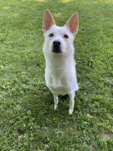 TAWNY, Adoptable, Adult Female Siberian Husky.