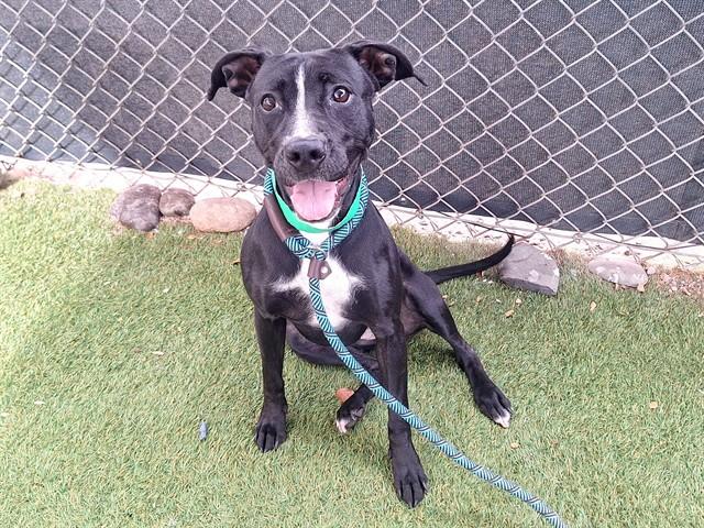 DOLLY, Adoptable, Young Female Pit Bull Terrier & Mixed Breed.