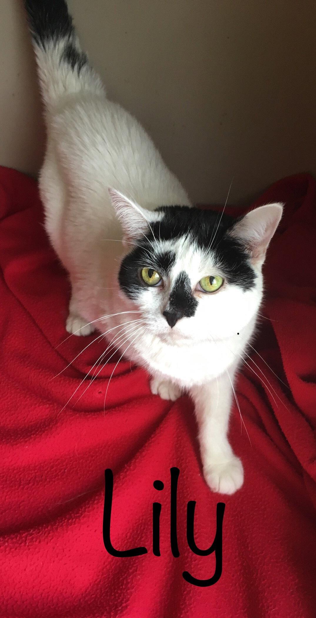 Enlarge Lily, a Adopted Domestic Short Hair in Bloomington, IL image 1/2