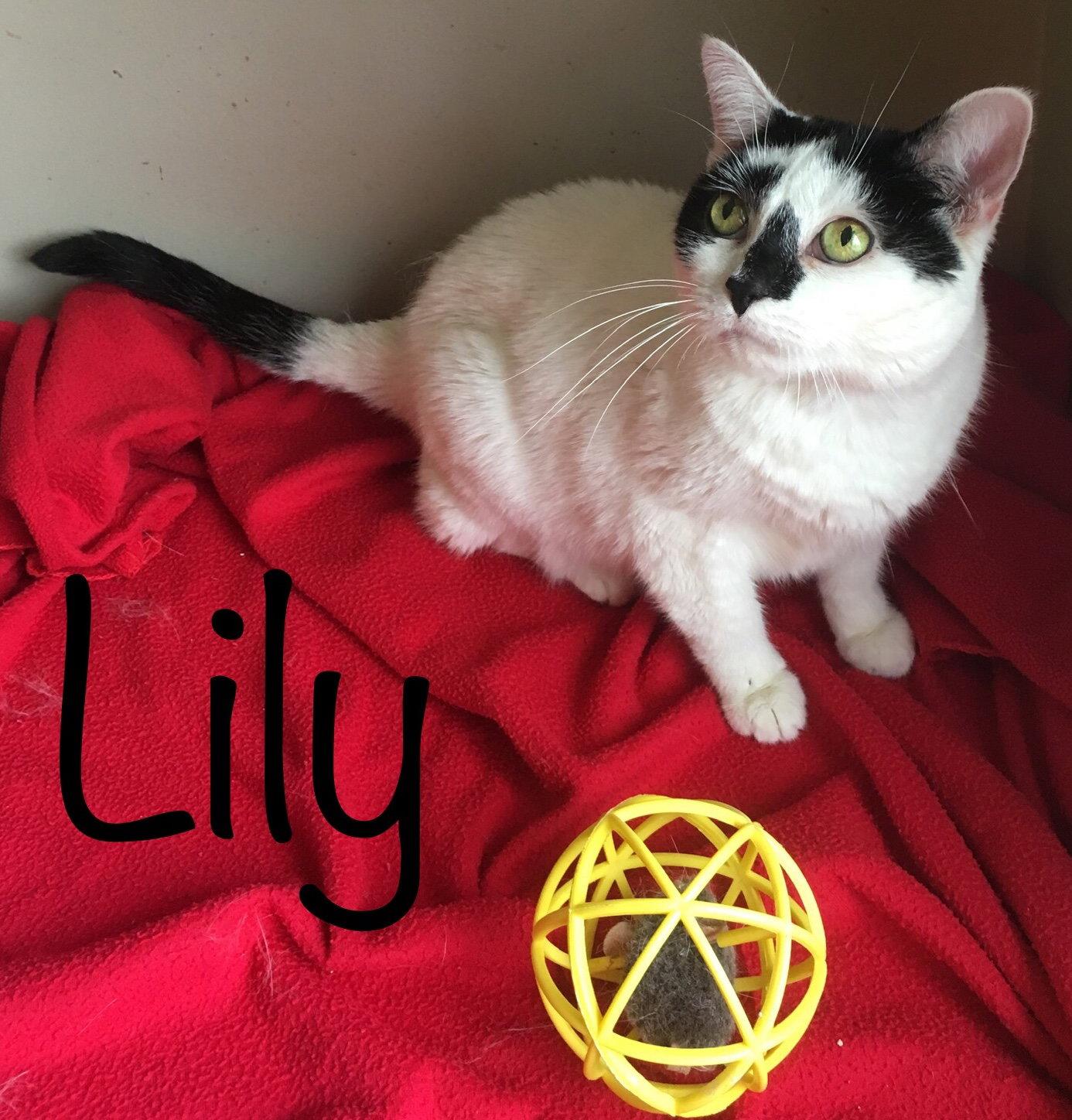 Enlarge Lily, a Adopted Domestic Short Hair in Bloomington, IL image 2/2