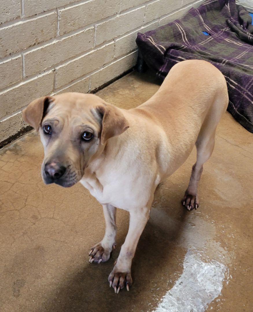 Lilith, an adoptable Shar-Pei Mix in Nogales, AZ_image-1