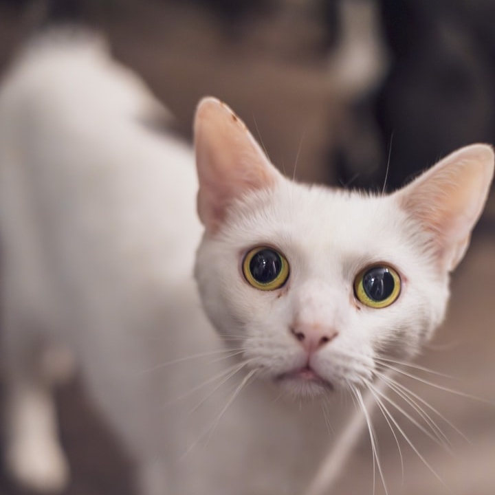 Enlarge Scooby, a Adoptable Domestic Short Hair in Astoria, NY image 2/5